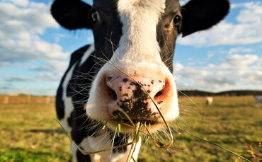 Industry Voice: Cows, methane and the climate threat 1 Industry Voice: Cows, methane and the climate threat