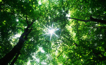 Australian forestry mandate boosts Gresham House AUM 1 Australian forestry mandate boosts Gresham House AUM