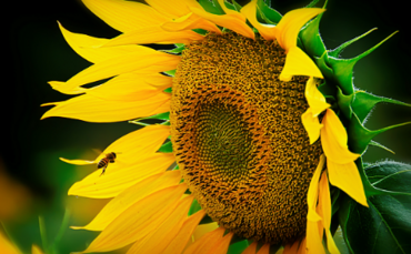 Industry Voice: Prepare your portfolio for a low carbon future 1 Industry Voice: Prepare your portfolio for a low carbon future