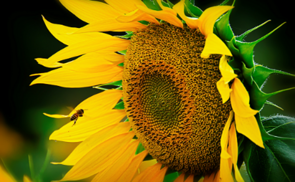 Industry Voice: Prepare your portfolio for a low carbon future